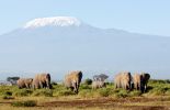 Elephants in Amboseli
