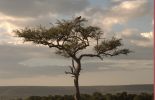 Acacia tree at sunset in the Masai Mara