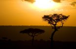 Sunset in the Masai Mara