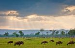 Wildebeest on the plains of the Masai Mara