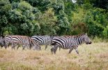 Zebra's in Lake Nakuru