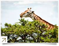 Giraffe's Kenya