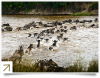 Wildebeest crossing a river during the Great Migration