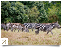 Zebra's in Lake Nakuru